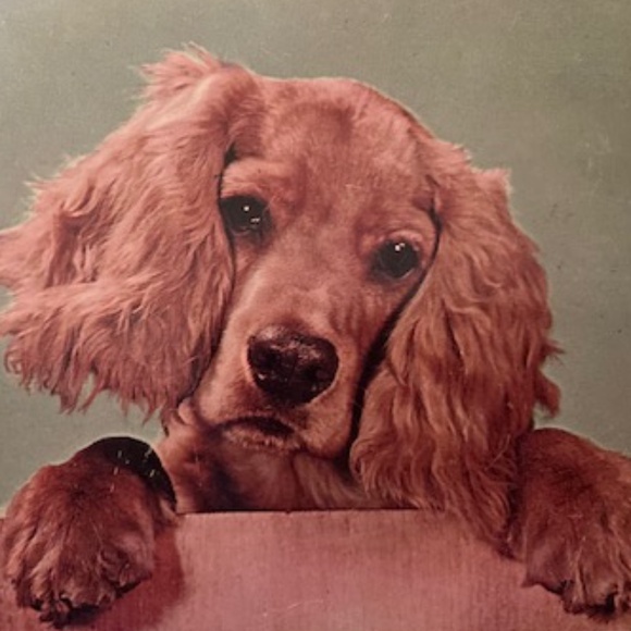 Happy Poshing!!!!! - Picture 4 of 5